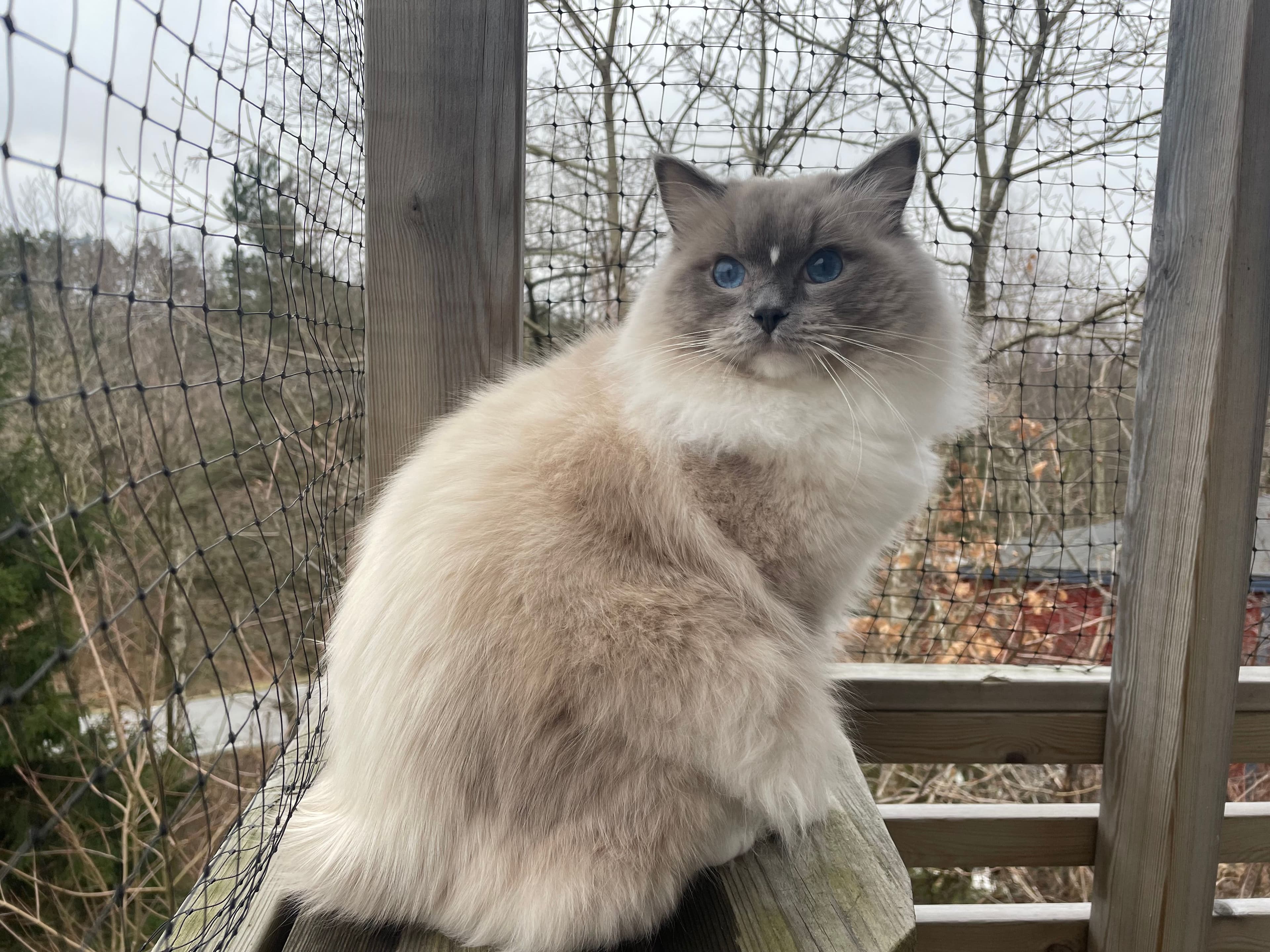 Bild på katten La Rambla