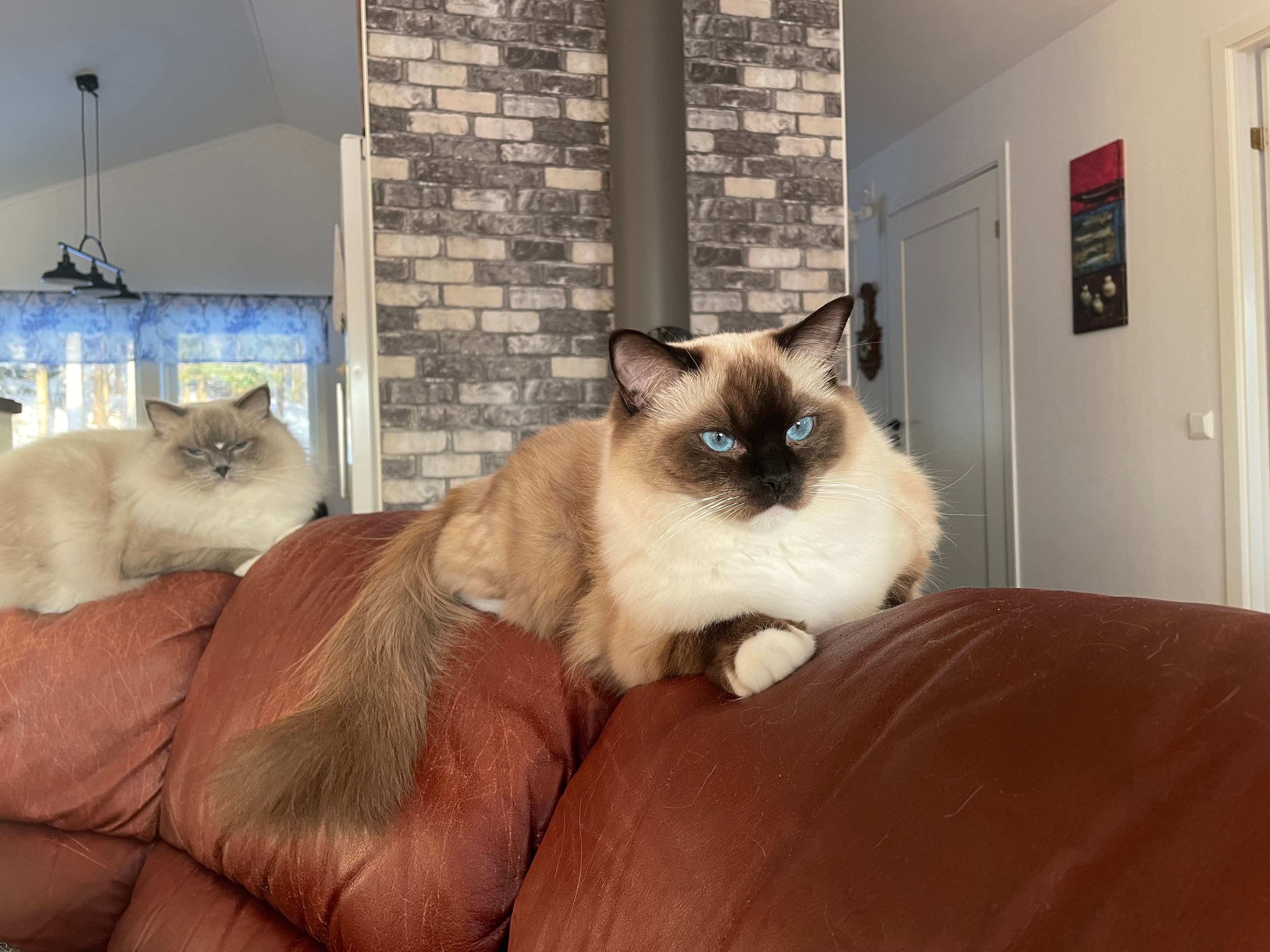 Bild på katten Hera av Baron