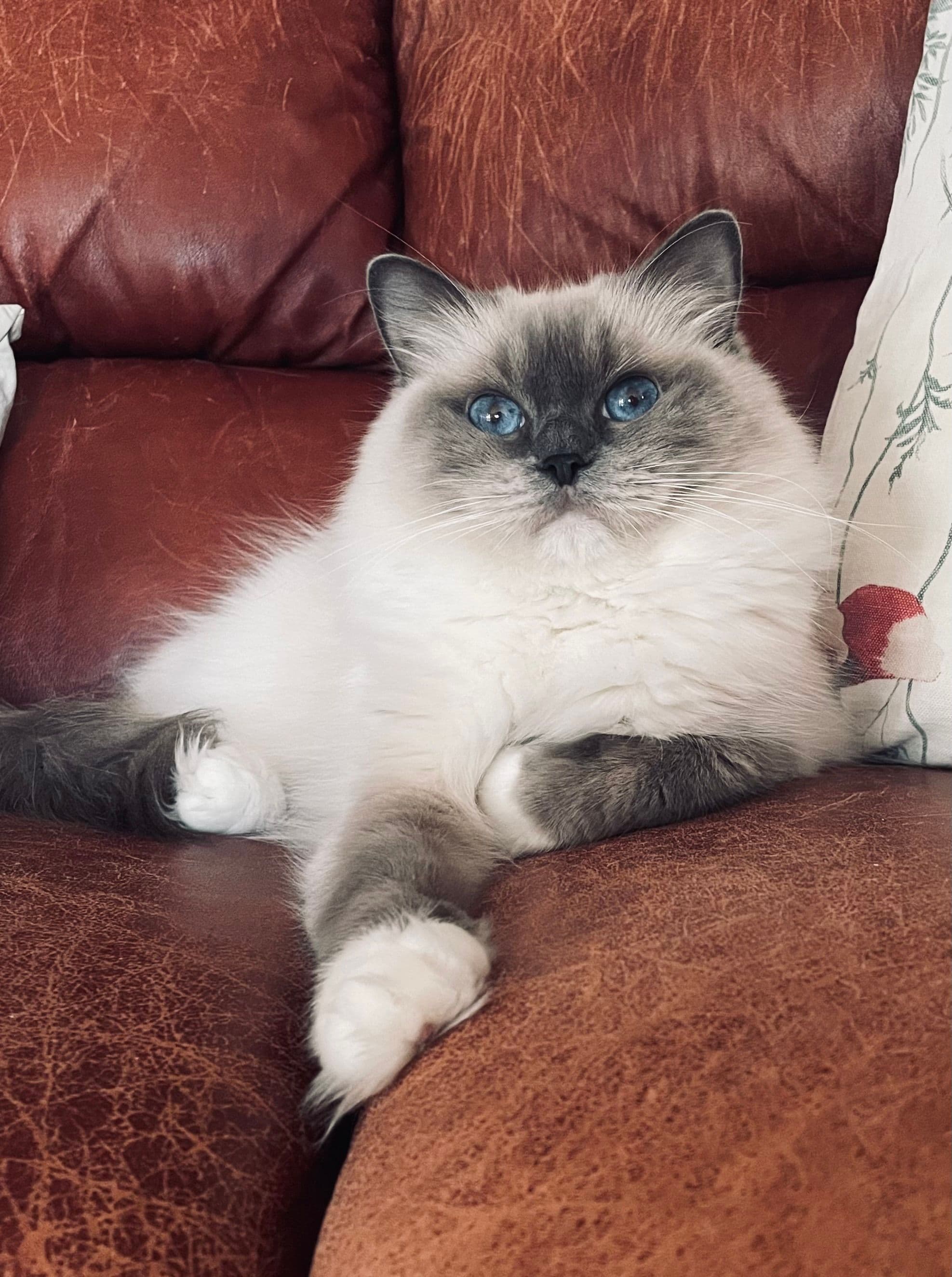 Bild på katten Florens