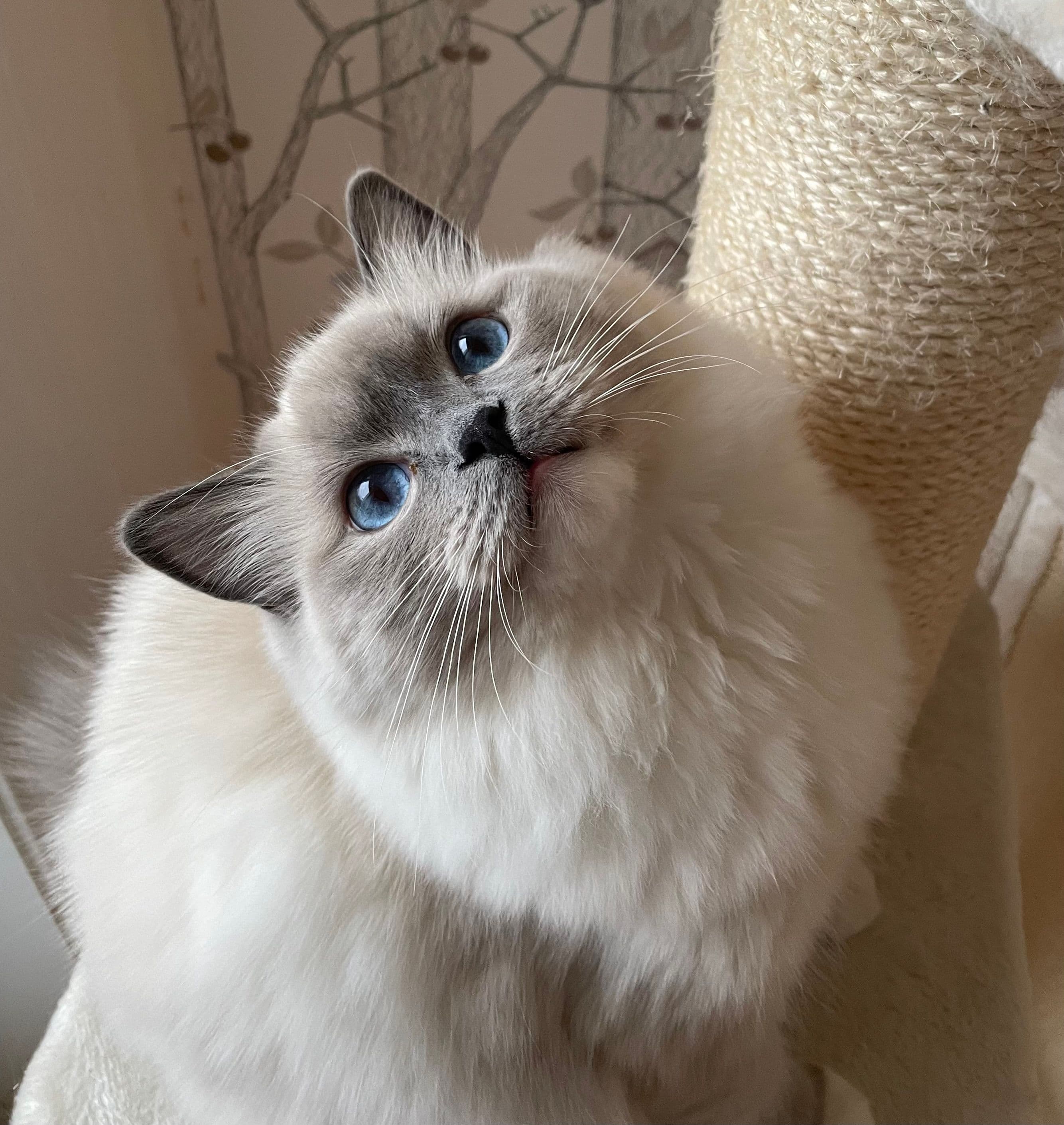 Bild på katten Tesla