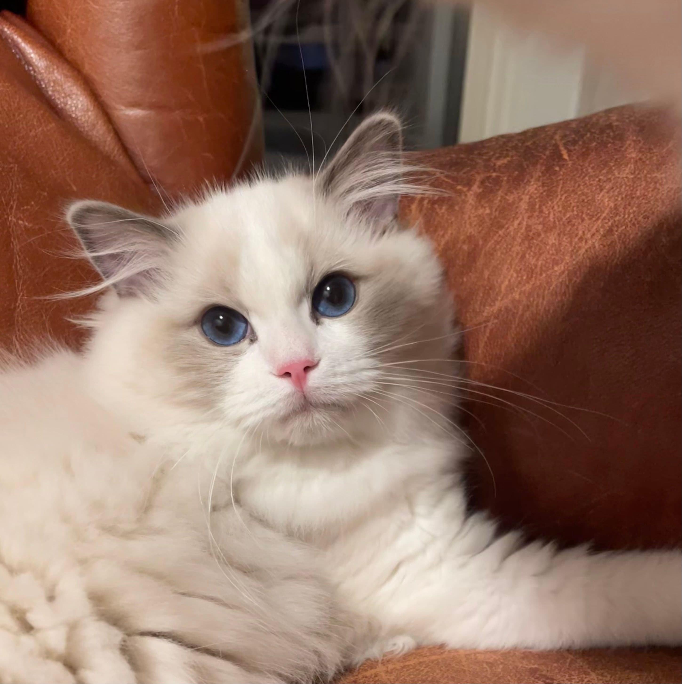 Bild på katten Kajsa