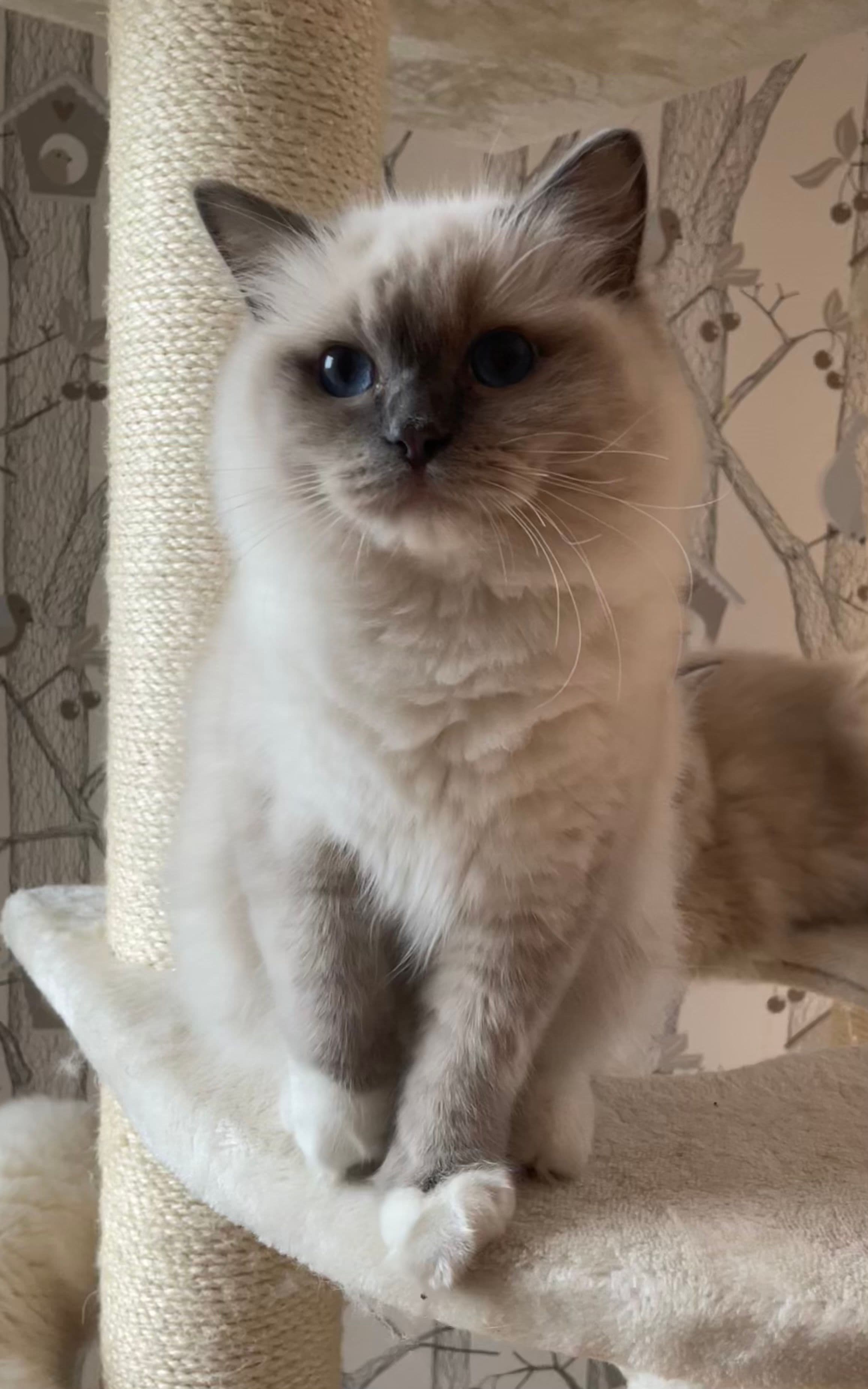 Bild på katten Florens